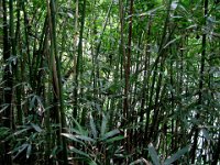 IMG 0096  So dense - it's very dark and almost forboding when you're in a bamboo forest. If you managed to lose the trail, you'd lose your mind trying to find your way because they all look the same...exactly.