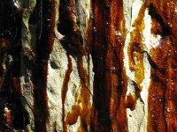 IMG 0125  Resin from a lemon eucalyptus tree. Very hard - not sticky. I think when this becomes fossilized it's what amber is made from - resin. Not necessarily this tree, but a resin nonetheless. Had to study up on xylem and phloem to explain the difference between sap (mostly water and carbs for the plant) and resin (sticky substance).