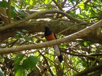 IMGP0880  The white-rumped shama is here to warble for us! I think there is sound attached to this file.