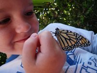 IMGP0739  And look who emerged from her chrysalis Saturday morning?! This is a female monarch - we can tell by the fatter stripes on her wings and no pair of black spots.