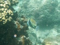 IMGP0756  Big trigger fish at our favorite snorkel spot! I've seen "him" before and am so happy I caught humuhumu on camera this time before he could sneak away again!