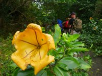 IMGP0785  Like this shot, too, Dave. Here we all are on the trail. Need to find out what these huge flowers are. Sort-of like a hibiscus cousin.