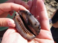 IMGP0885  Sam found a huge cowry! Little snail guy living inside. The snail forms the shell from its mantle. We put it back in the tide pool. Never take shells when they are inhabited.