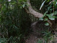 2010-04-01FriendshipGardenBamboo (10)  Mom and Richard's Leica cameras did very well with the dark bamboo forest of Friendship Garden. This is the best shot I've seen of this part of the trail. Nice!