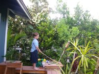 IMGP1257  Sam harvesting some limes...