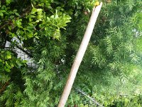 IMGP1261  This special bamboo pole which he brought back from the trail is perfect for getting limes. See the slot at the top?