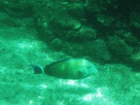 IMGP1833  And I sneaked out for a snorkel, and found this fish! Big one! And relatively new to me I think. Must look him up. - Ringtail surgeonfish. Apparently surgeonfish are so named because they have sharp scalpel-like things near their tail fin that can really give you a nasty cut.