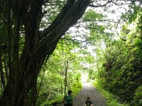 IMGP1520  Huge banyan tree on the path, a BOWS road.