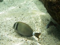 IMGP1647  Snorkeling up at Shark's Cove after three days of toiling (day 3 was cleaning out the garage). Great conditions up there, even though the water was a bit cold. Who cares when you can follow the fishies around! LOVE it!