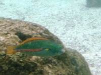 IMGP1654  A belted wrasse.
