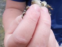 IMGP1681  And catching a crab!