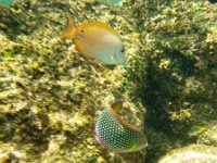 IMGP1696  Pearl wrasse (junior) on bottom. Some kind of tang or surgeonfish on top, haven't identified him yet.