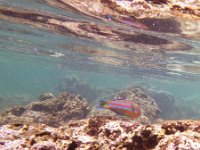IMGP1697  Surge wrasse.