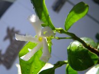 IMGP2024  My jasmine likes its new home! Who would have thought that completely yanking it out of its container and moving it to a shallow temporary home would have done such good. I thought it was done for but now I am so delighted to see it bloom and welcome guests to our gate with a great fragrance.