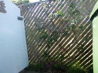 IMGP2025  Here's where I stashed it temporarily, knowing that we'll be putting in a white vinyl fence shortly. Now how to keep it attached to the white fence...ah, the nylon and crimping beads Sam and I picked up to make our wind chimes. Those will work perfectly...
