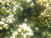 IMGP2421  Baby damselfish.