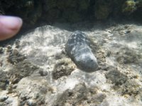 IMGP2422  And a huge sea cucumber! It looks like a sleeping monk seal and was about as big!