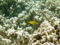IMGP2459  Yellow tang pair hiding in the coral!