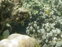 IMGP2467  Our butterflyfish friends again! This is the same extended family we saw the other day! To the back right is someone we can't identify - not quite milletseed and not quite multiband butterflyfish...