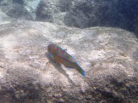 IMGP2043  A Christmas wrasse. This is a cleaner fish.