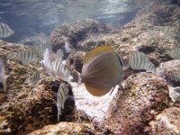 IMGP2058  I think this is a whiteband surgeonfish schooling with a bunch of convict tang.