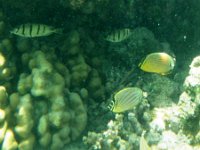 IMGP2176  From top to bottom, convict tang, oval butterflyfish (more often found on Kauai) and then ornate butterflyfish.