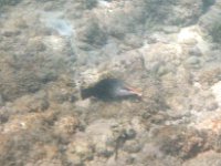 IMGP2313  Bird wrasse.