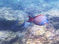 IMGP2316  Humuhumu (reef triggerfish) and brown surgeonfish together.