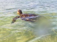 IMGP2329  Hello honu friend!