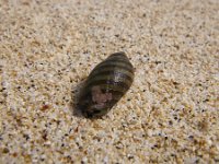 IMGP2353  Dave found this neat shell - one we hadn't found before - and it had a hermit crab in it (so we tossed it back into the tide pool).