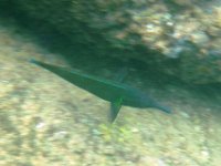 IMGP2492  Grown-up bird wrasse.