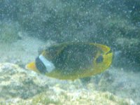 IMGP2500  Raccoon butterflyfish.