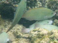 IMGP2507  Young parrotfish feeding on coral.