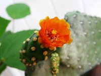 IMGP3013  A cactus flower budding on the "cacti lanai"!