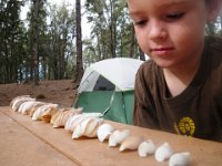 IMGP0465  Lining up shells from largest to smallest. Ben takes largest shell prize! Now we are going to make another wind chime.