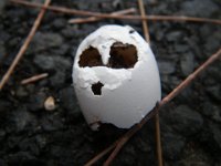IMGP0467  On our way to get mom some coffee (finally!). This is a 1/2" bird shell, swarmed by ants. There were partially formed bird bones inside. Did someone not quite make it out? Or did a mongoose eat it just before hatching? Who left the eerie holes? Looks like a skull! Really really odd!