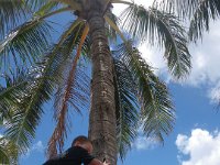 IMGP0268  Learning the Hawaiian way to harvest coconuts!