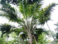 IMGP1408  This palm is very old. Typically when it seeds and fruits, it dies shortly therafter, but this one has been seeding for over a year!