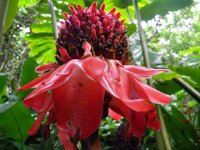 IMGP1417  Torch ginger.