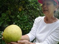 IMGP1436  A pomolo - it's on our deck now, waiting to ripen. A drier, sweeter grapefruit...