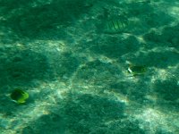 snorkeling