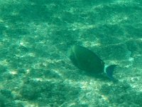 IMGP2082  A surgeonfish. Lots of them visible.