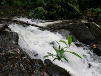 IMGP2017  A visit to the waterfall...very swollen stream with all the rain. Dave, Richard and I were all the watchful ones, reminding everyone there is a flash flood watch...