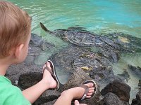 IMGP2518  Feeding the turtles broccoli and celery.