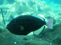 IMGP2542  A pinktail triggerfish!