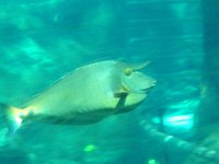 IMGP2545  Unicorn fish!