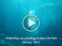 Sea Life Park sm  If you have a couple minutes, this is a really relaxing movie to watch - the background music playing at the acquarium makes you feel like you're getting a massage underwater...or something like that. The rays are gorgeous to watch and a lot of other very common reef fish pranced by very close to us.