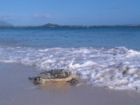 IMAG0080  The honu on the beach this morning! Full notes posted on 1/14/11 about how he was found.