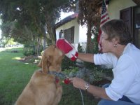 10-26-04GetReadyForDave (6)  Gramma is a great groomer!