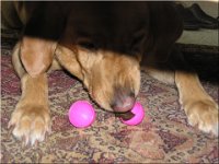 3-27-2005Easter (20)  Easter is always fun - treats for doggies in eggs, too!